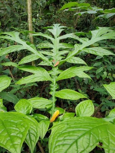 Dracontium pittieri, photograph 3