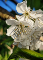 Prunus avium