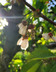 Prunus avium