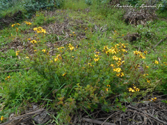 Tagetes zypaquirensis