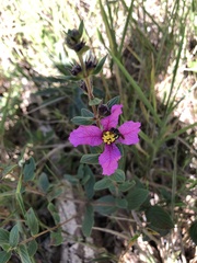 Diplusodon sessiliflorus