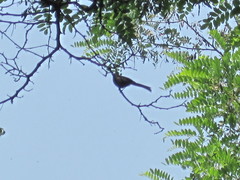 Aves