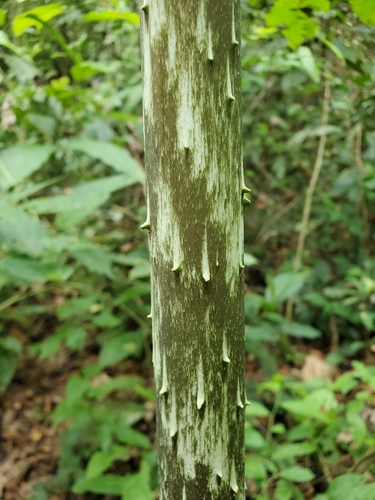 Dracontium pittieri, photograph 4