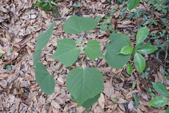 Mallotus apelta