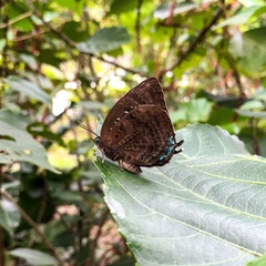 Arhopala centaurus nakula