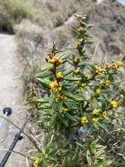 Berberis nantoensis