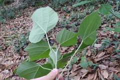 Mallotus apelta