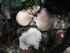 Lentinellus cochleatus