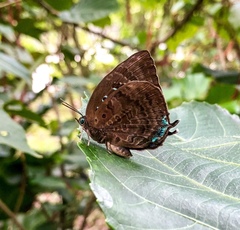 Arhopala centaurus nakula