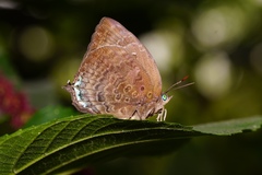Arhopala centaurus nakula