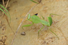 Rhombodera