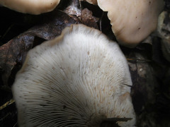 Lentinellus cochleatus
