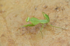Rhombodera