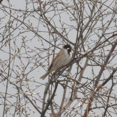 Emberiza schoeniclus