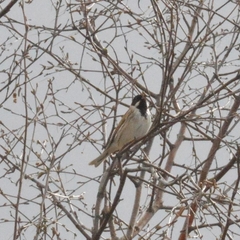 Emberiza schoeniclus