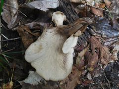Lentinellus cochleatus