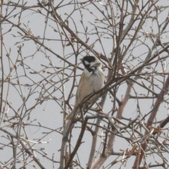 Emberiza schoeniclus