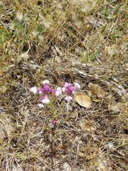 Castilleja densiflora gracilis