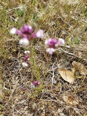 Castilleja densiflora gracilis