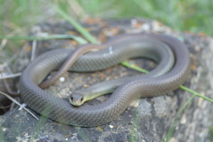 Coluber constrictor foxii