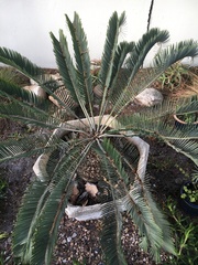 Encephalartos lanatus