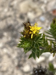 Oedera steyniae