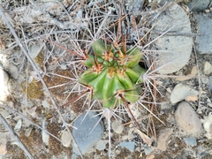 Echinopsis bridgesii