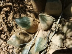 Haworthia bayeri