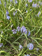 Scilla litardierei