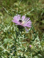 Oxythyrea funesta