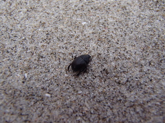 Reichardtia pedatrix
