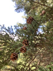 Tsuga chinensis