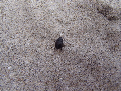 Reichardtia pedatrix