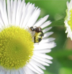 Thomisidae