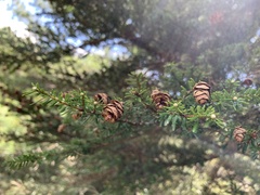 Tsuga chinensis