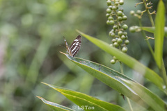Neptis hylas varmona