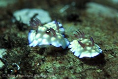 Goniobranchus hintuanensis