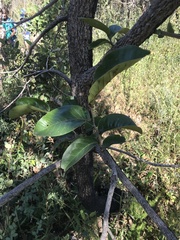 Annona crassiflora
