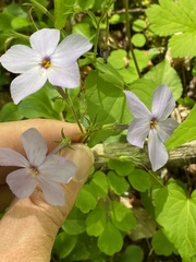 Phlox stolonifera