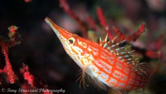 Oxycirrhites typus