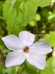 Phlox stolonifera