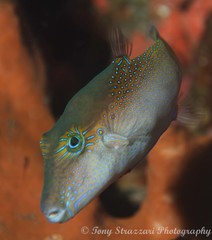 Canthigaster epilampra