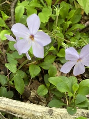 Phlox stolonifera
