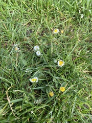 Bellis perennis