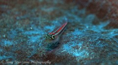 Helcogramma striata