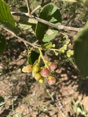 Davilla