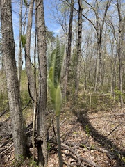 Magnolia macrophylla