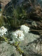 Selago myriophylla