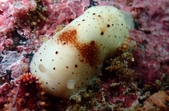 Cadlina sp-a