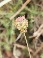 Sanguisorba minor muricata